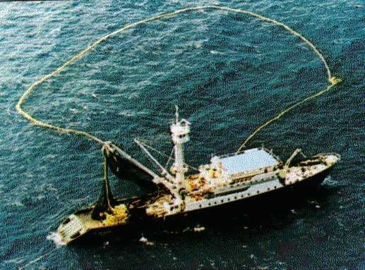 purse seine
